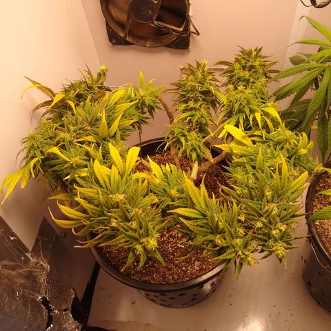 OG DEVIL growlog timeline photo