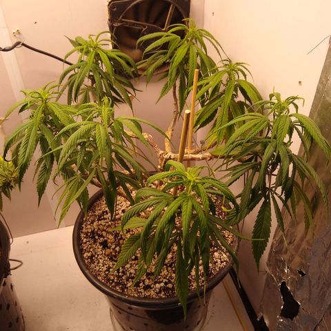OG DEVIL growlog timeline photo