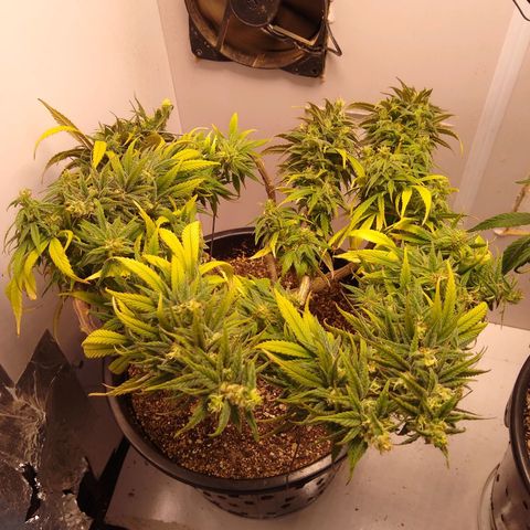 OG DEVIL growlog timeline photo