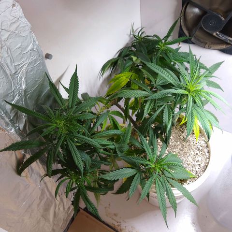TUTTI FRUTTI growlog timeline photo