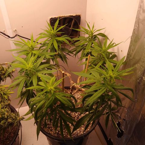 OG DEVIL growlog timeline photo