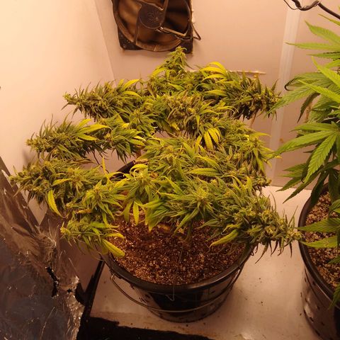 OG DEVIL growlog timeline photo