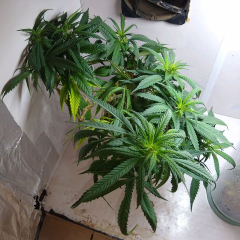 TUTTI FRUTTI growlog timeline photo