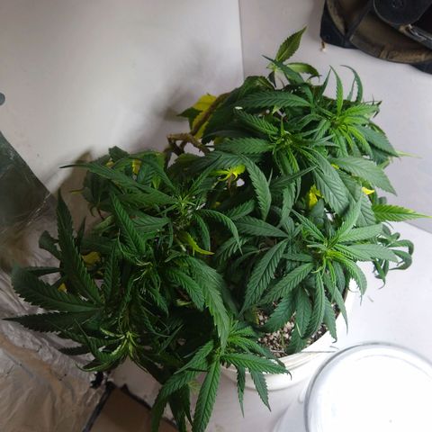 TUTTI FRUTTI growlog timeline photo