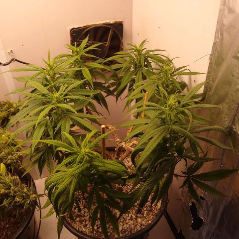 OG DEVIL growlog timeline photo