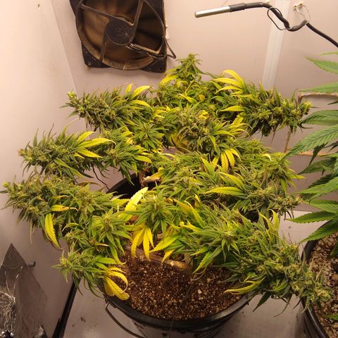 OG DEVIL growlog timeline photo