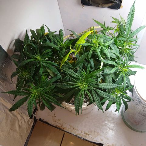TUTTI FRUTTI growlog timeline photo