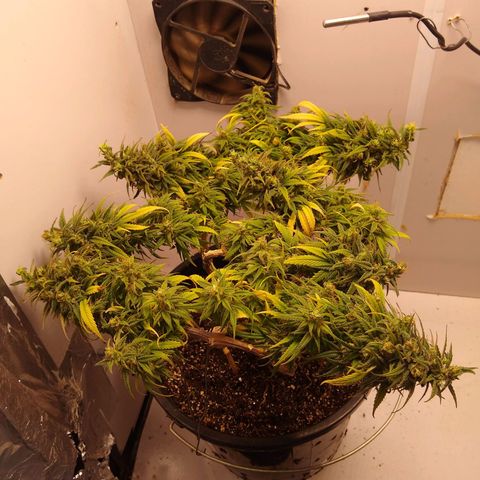 OG DEVIL growlog timeline photo