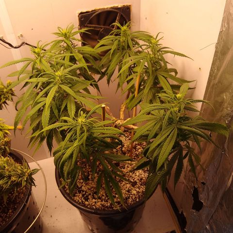 OG DEVIL growlog timeline photo