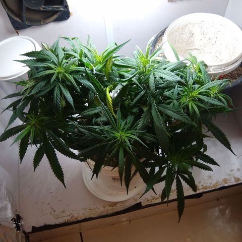 TUTTI FRUTTI growlog timeline photo
