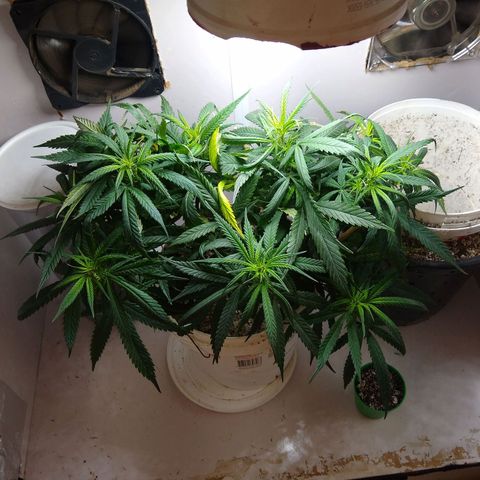 TUTTI FRUTTI growlog timeline photo