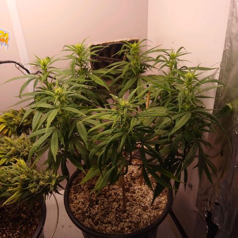 OG DEVIL growlog timeline photo
