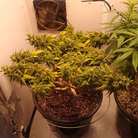 OG DEVIL growlog timeline photo