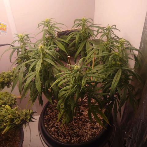 OG DEVIL growlog timeline photo