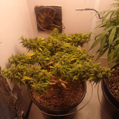 OG DEVIL growlog timeline photo