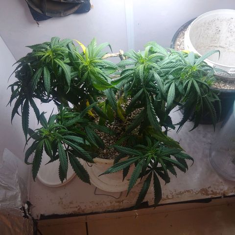 TUTTI FRUTTI growlog timeline photo