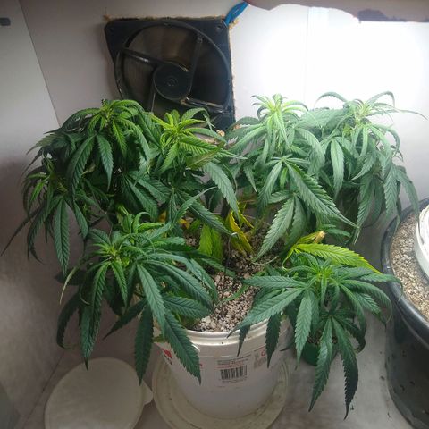 TUTTI FRUTTI growlog timeline photo
