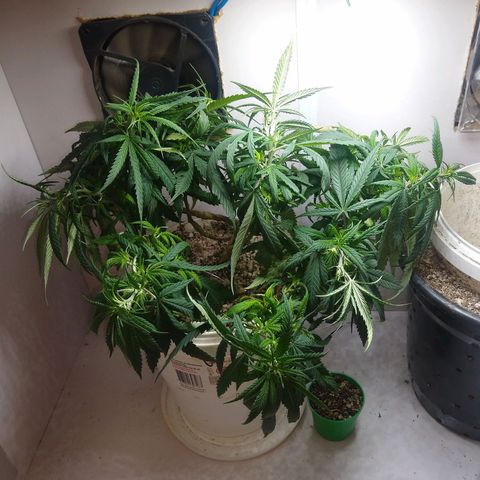 TUTTI FRUTTI growlog timeline photo