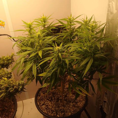 OG DEVIL growlog timeline photo