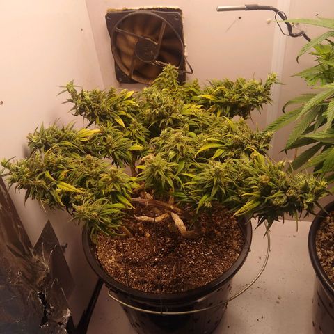 OG DEVIL growlog timeline photo
