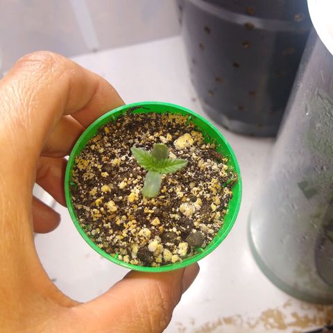 OG DEVIL growlog timeline photo