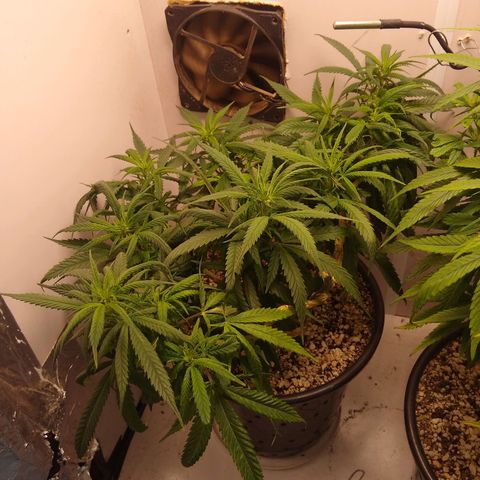 TUTTI FRUTTI growlog timeline photo