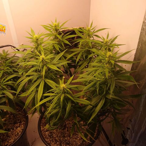 OG DEVIL growlog timeline photo