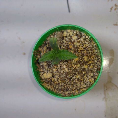 OG DEVIL growlog timeline photo