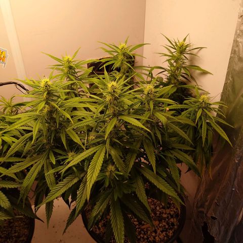 OG DEVIL growlog timeline photo