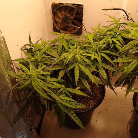 TUTTI FRUTTI growlog timeline photo