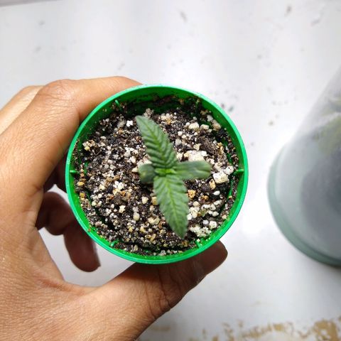 OG DEVIL growlog timeline photo