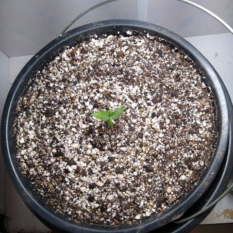 OG DEVIL growlog timeline photo