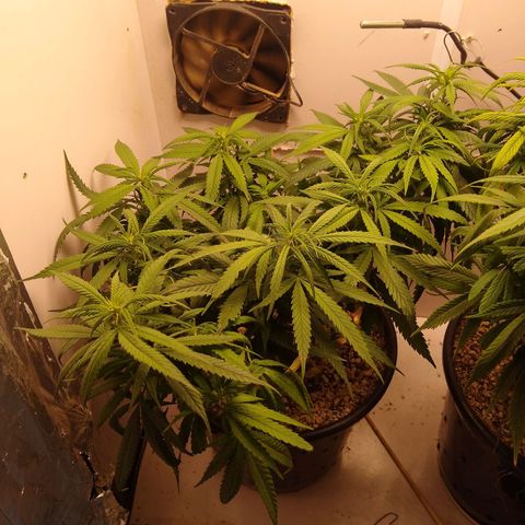 TUTTI FRUTTI growlog timeline photo
