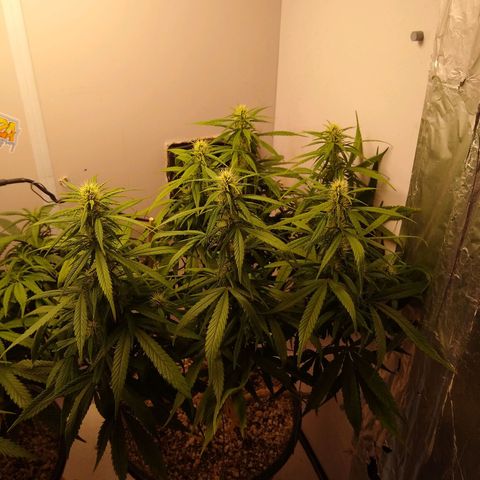 OG DEVIL growlog timeline photo
