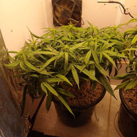 TUTTI FRUTTI growlog timeline photo