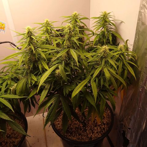 OG DEVIL growlog timeline photo
