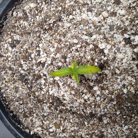 OG DEVIL growlog timeline photo