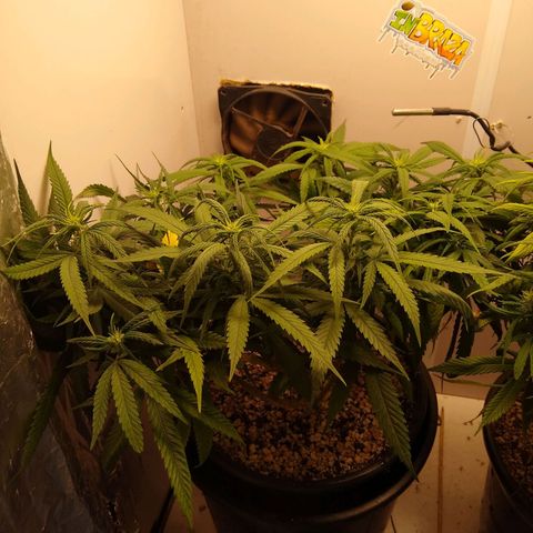TUTTI FRUTTI growlog timeline photo