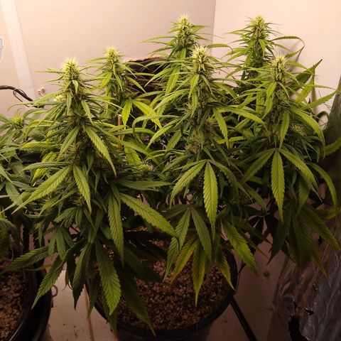 OG DEVIL growlog timeline photo