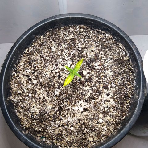 OG DEVIL growlog timeline photo