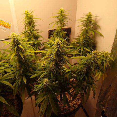 OG DEVIL growlog timeline photo