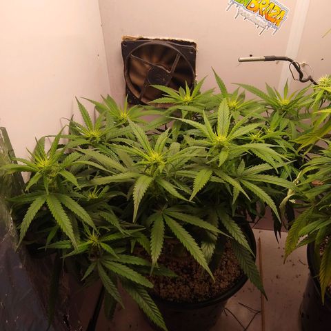TUTTI FRUTTI growlog timeline photo