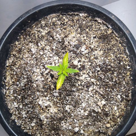 OG DEVIL growlog timeline photo