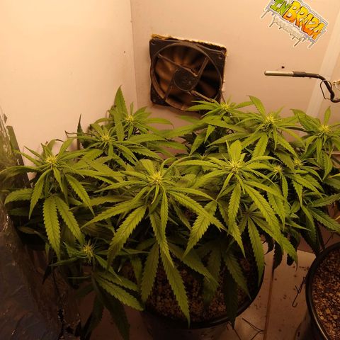 TUTTI FRUTTI growlog timeline photo