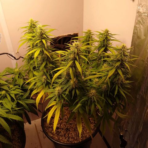 OG DEVIL growlog timeline photo
