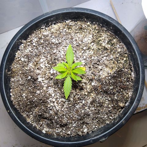OG DEVIL growlog timeline photo
