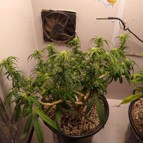 TUTTI FRUTTI growlog timeline photo