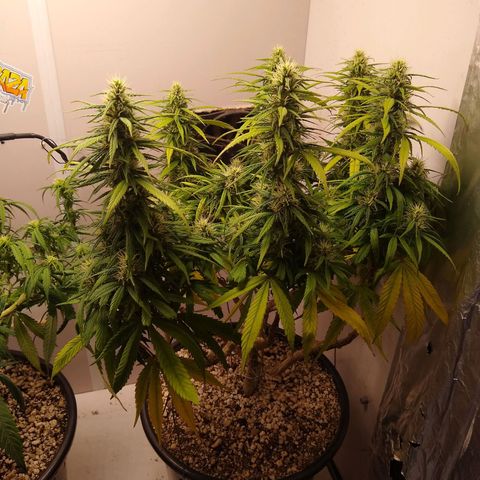 OG DEVIL growlog timeline photo