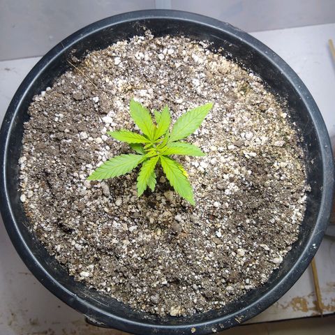 OG DEVIL growlog timeline photo
