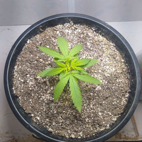 OG DEVIL growlog timeline photo